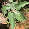 *Unknown alien plant